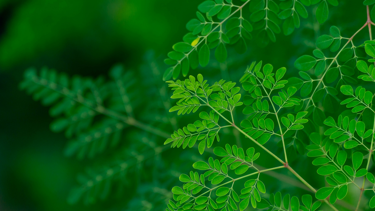 Notre poudre de moringa est riche en nutriments